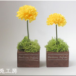 小さな小さな植木風