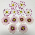 micron様専用天然押し花素材
