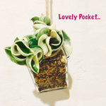 13.希少♡ホヤ・カルノーサコンパクタ斑入り♡多肉植物♡ハンギングプランター♡インテリア