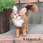 ソマリ猫さん