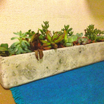 多肉植物寄せ植え
