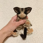 【reboran様ご予約品】フクロモモンガちゃん