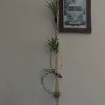 全長80㌢4連♡プラントハンガー