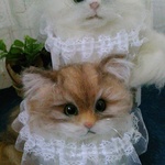 〔はるはる様専用ページ〕仲良しチンチラ猫ちゃん🐱