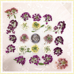 押し花＊アリッサム(花粒大)6色