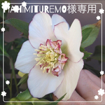 Hahimituremo様専用