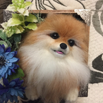 羊毛フェルト箱入りオレンジポメラニアン