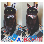 お祭り猫ちゃんの首輪＋猫ちゃん用ハチマキセット