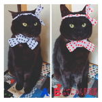 再再再再再入荷！！お祭り猫ちゃんの首輪＋猫ちゃん用ハチマキセット