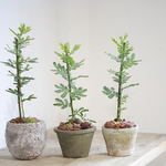 【再再販】ミモザと多肉植物の寄せ植え