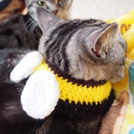 再再販！猫用ケープ ハチちゃん