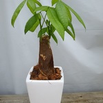 送料無料！開運パキラ陶器鉢 観葉植物