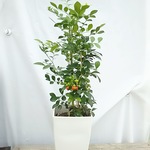 送料無料！お手頃シルクジャスミン♡観葉植物