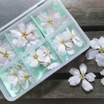 再再販✾3月27日発送分　桜のドライフラワー