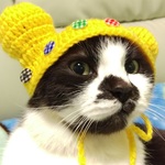 ☆ネコちゃんのぼうし☆猫用耳つき（笑）ボタンつき☆黄色☆一点もの！！☆Ambitionsカラー☆猫帽子☆ねこ☆猫耳☆猫耳ぼうし☆丸耳☆