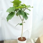 送料無料☆ウンベラータ☆観葉植物