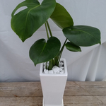 送料無料　金運に効果的☆モンステラ陶器鉢　観葉植物