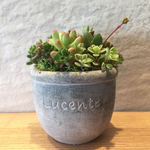 多肉植物 寄せ植え 2  径6cm 送料240円