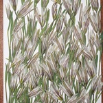 押し花商品【アマナ】