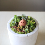多肉植物寄せ植えwithしずくちゃん（サーモンピンク）