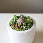 多肉植物寄せ植えwith岩っち