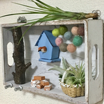 ニューナイスズメの住む所