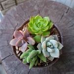 多肉植物　寄せ植え4種　レディジアなど
