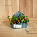 Petit Green Arrange 105