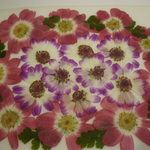 ✿春のお花いろいろ、押し花素材【ミニパックおまけ付き】✿　　❀JSA-26