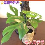 新生活に⭐︎幸運を呼ぶ⭐︎モンステラ 風水 観葉植物 苗 鉢花 姫モンステラ