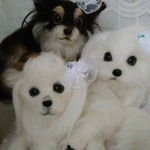 〔081302様専用ページ〕仲良しワンちゃん達❤