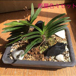⭐Hもと様専用ページ