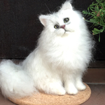ペルシャ猫