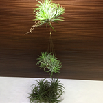 minakokomu様 専用 イオナンタ