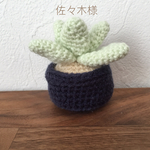 ちいさな植物
