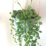 多肉植物  グリーンネックレス