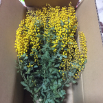 再入荷段ボールミモザ花材