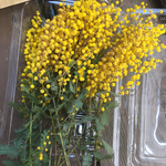再販☆ミモザ花材