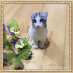 リアル猫 シバ猫のそらちゃん
