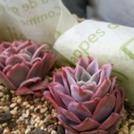 再入荷☆ローズクイーン☆エケべリア☆韓国苗☆多肉植物