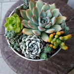kana様専用　オーダー寄せ植え