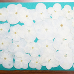 押し花商品【白いアジサイ】