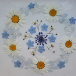 再販♪マーガレット＆紫陽花＆忘れな草　ブルー系アソート　押し花素材