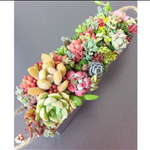 《待望の再販✨》オシャレブリキ鉢 寄せ植え