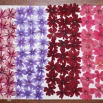 押し花商品【バーベナ４色系】
