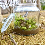 【苔テラリウム】我は高らかに歌う