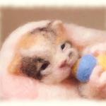 三毛猫の赤ちゃん