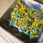 ドライフラワーミモザ（ミニ）