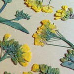 菜の花 押し花素材（押し花パック）中