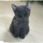 可愛い子猫　ロシアンブルー限定　petitepooh様リクエスト品
